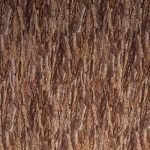 Bark 1